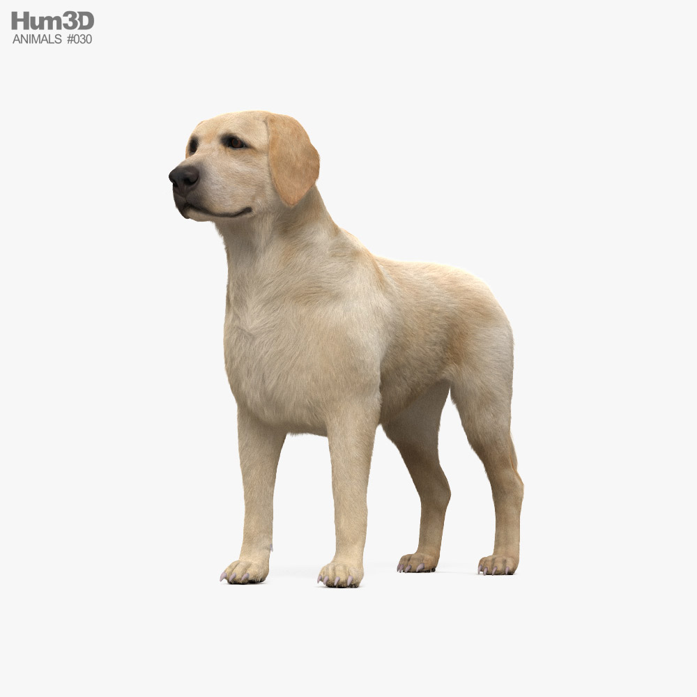 dog 3d