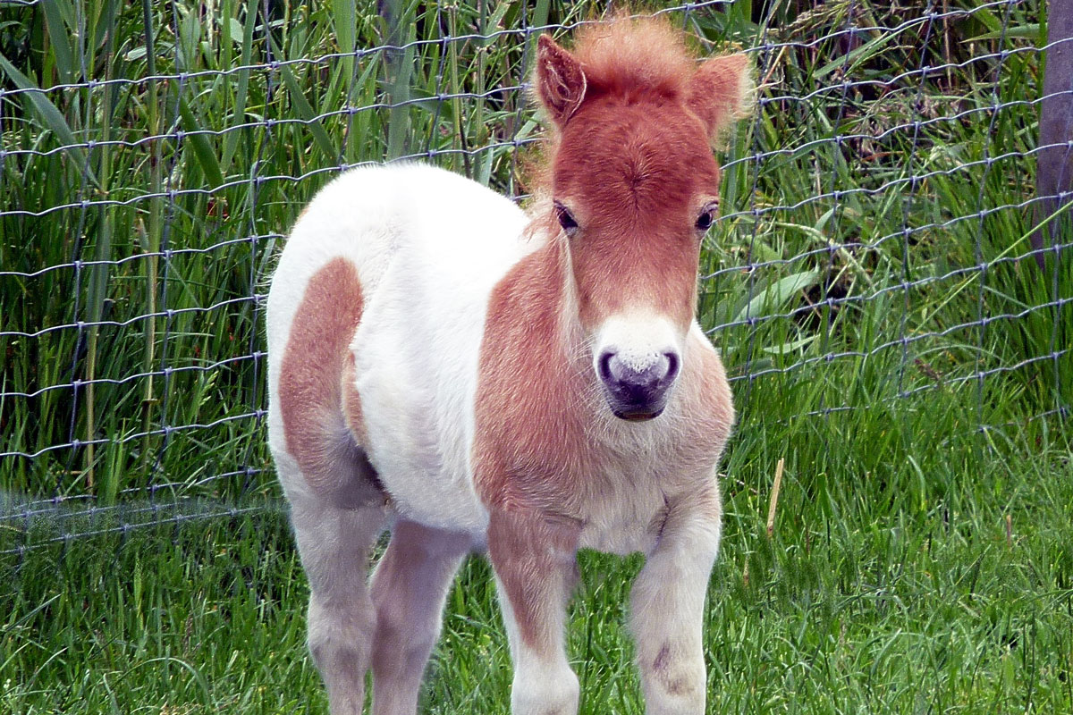 mini stallion for sale