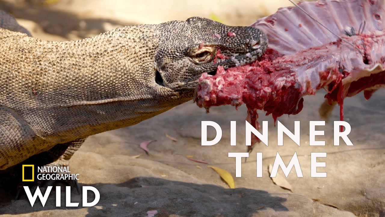 komodo dragons diet