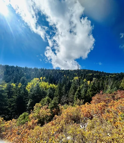 cibola national forest