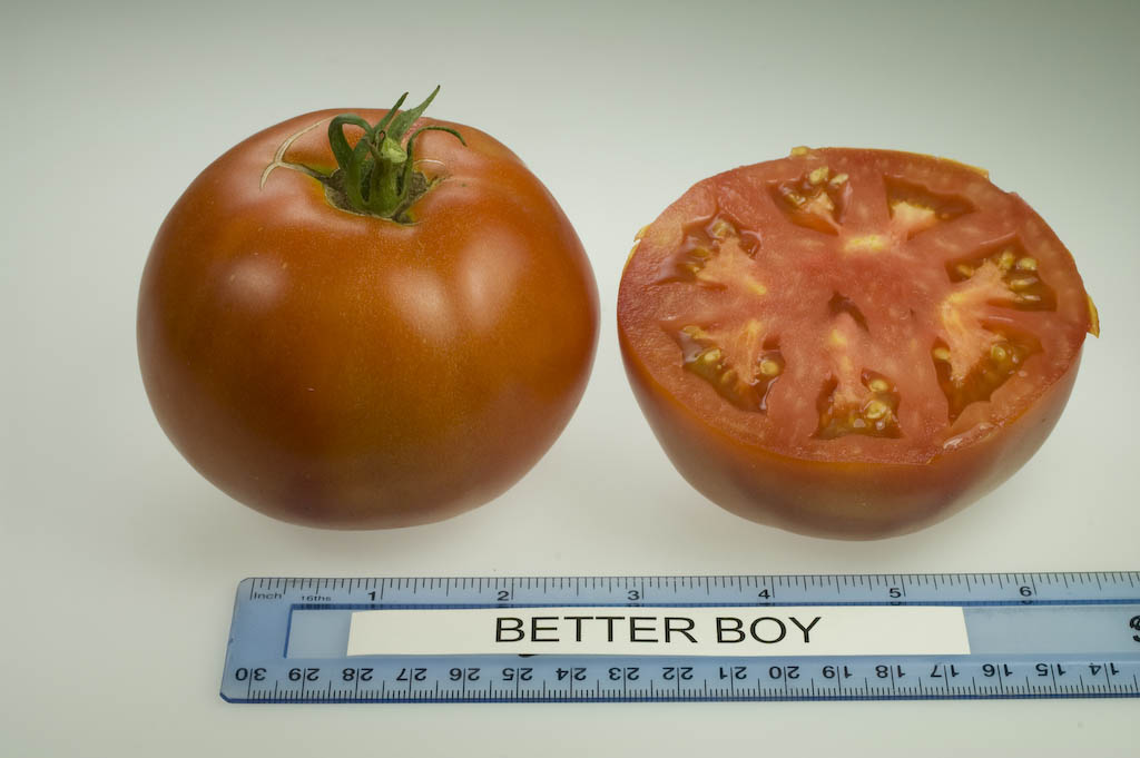 jet star tomato vs better boy