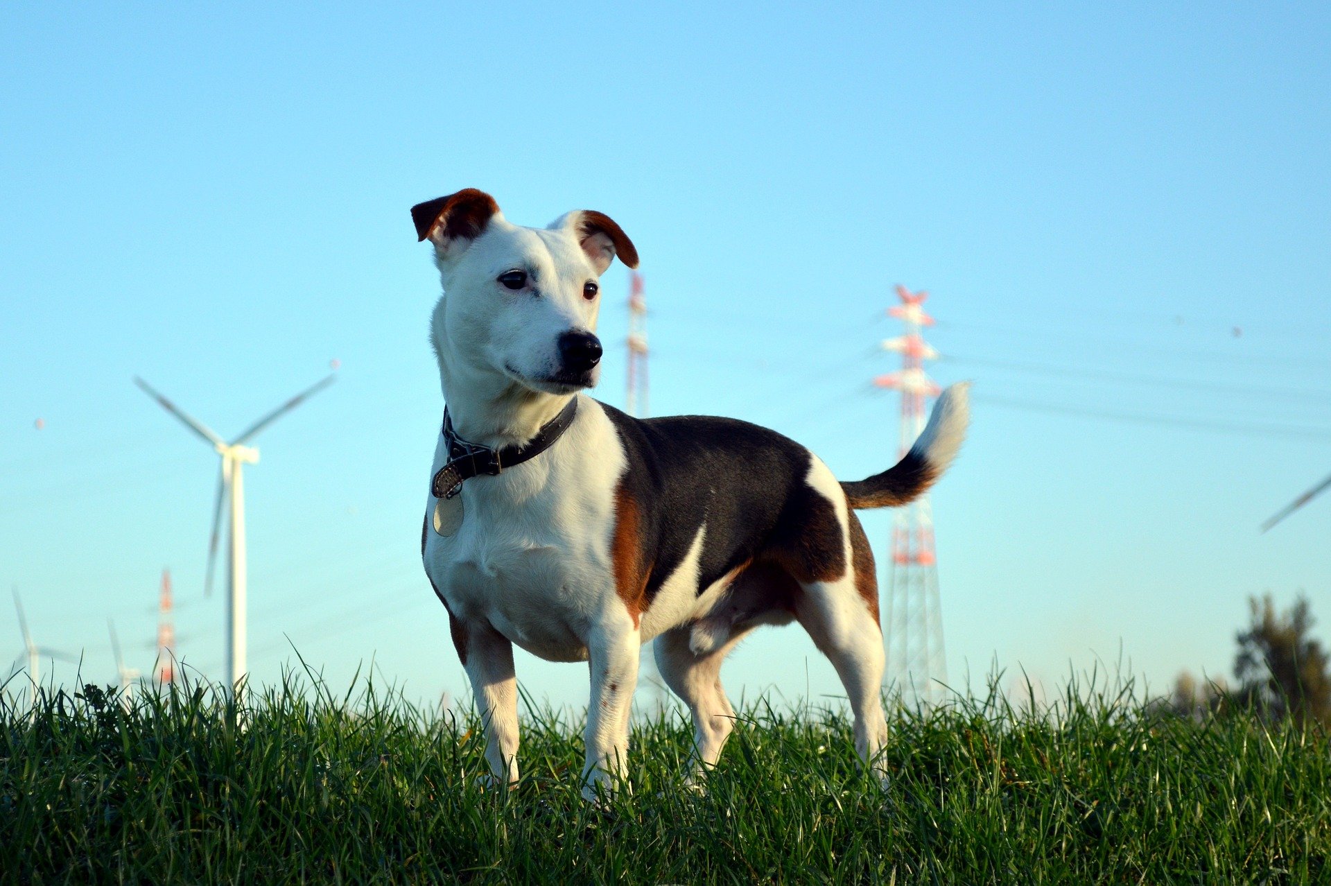 jack russell terrier names