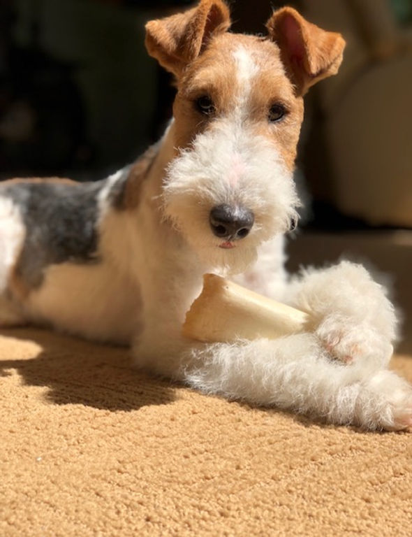 wire fox terrier for sale