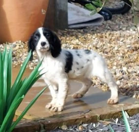 cocker spaniel puppies for sale hampshire