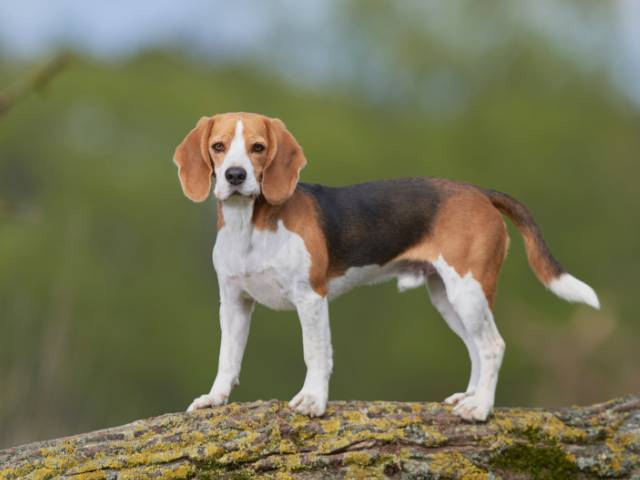 beagle dog price hyderabad