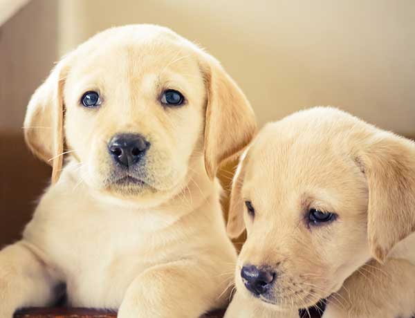 buy a labrador puppy