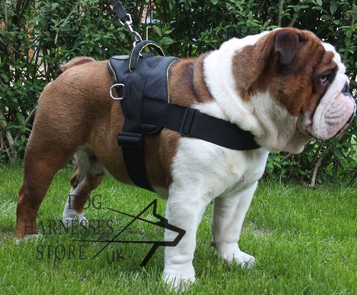 english bulldog harness