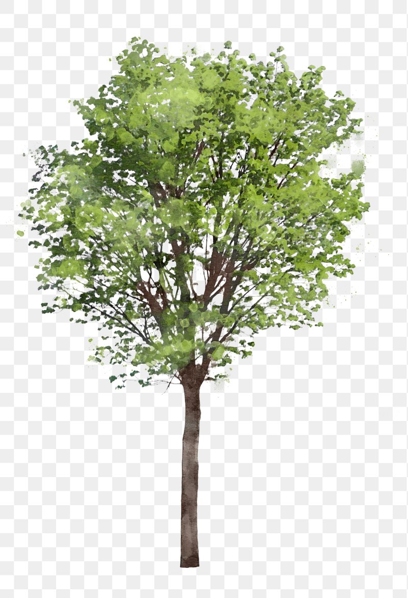 watercolor tree png