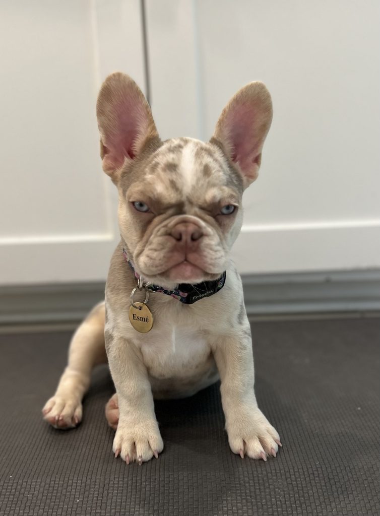 french bulldogs for sale near me