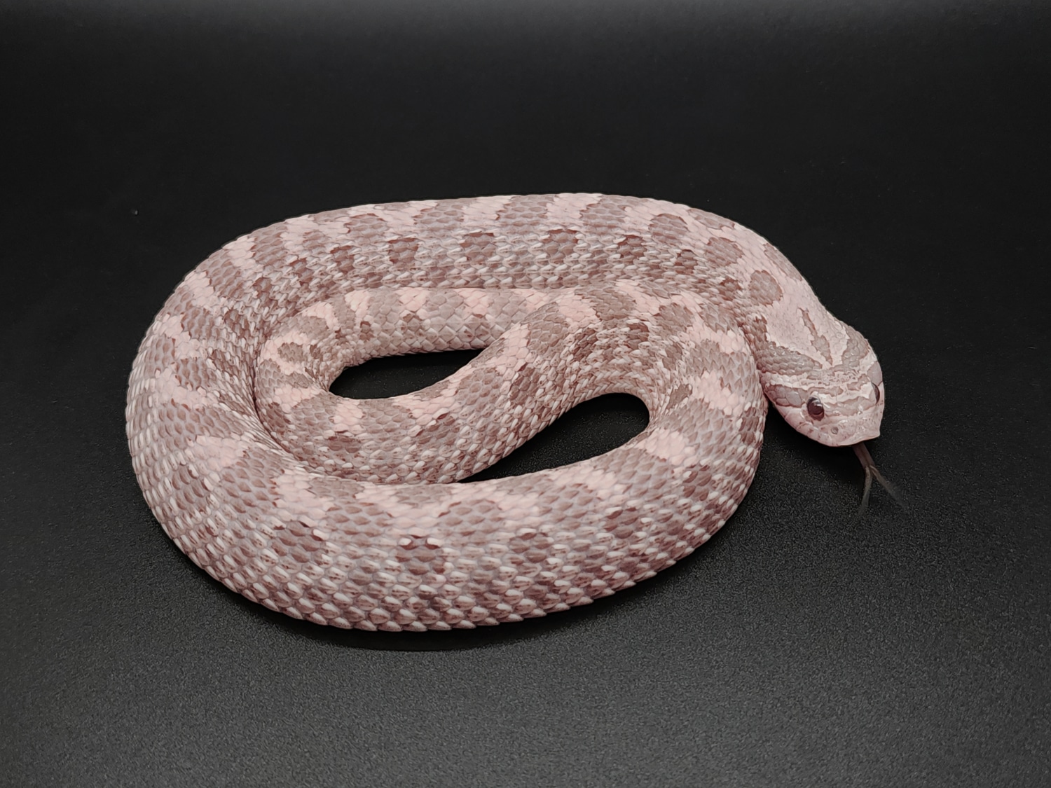 lavender hognose snake