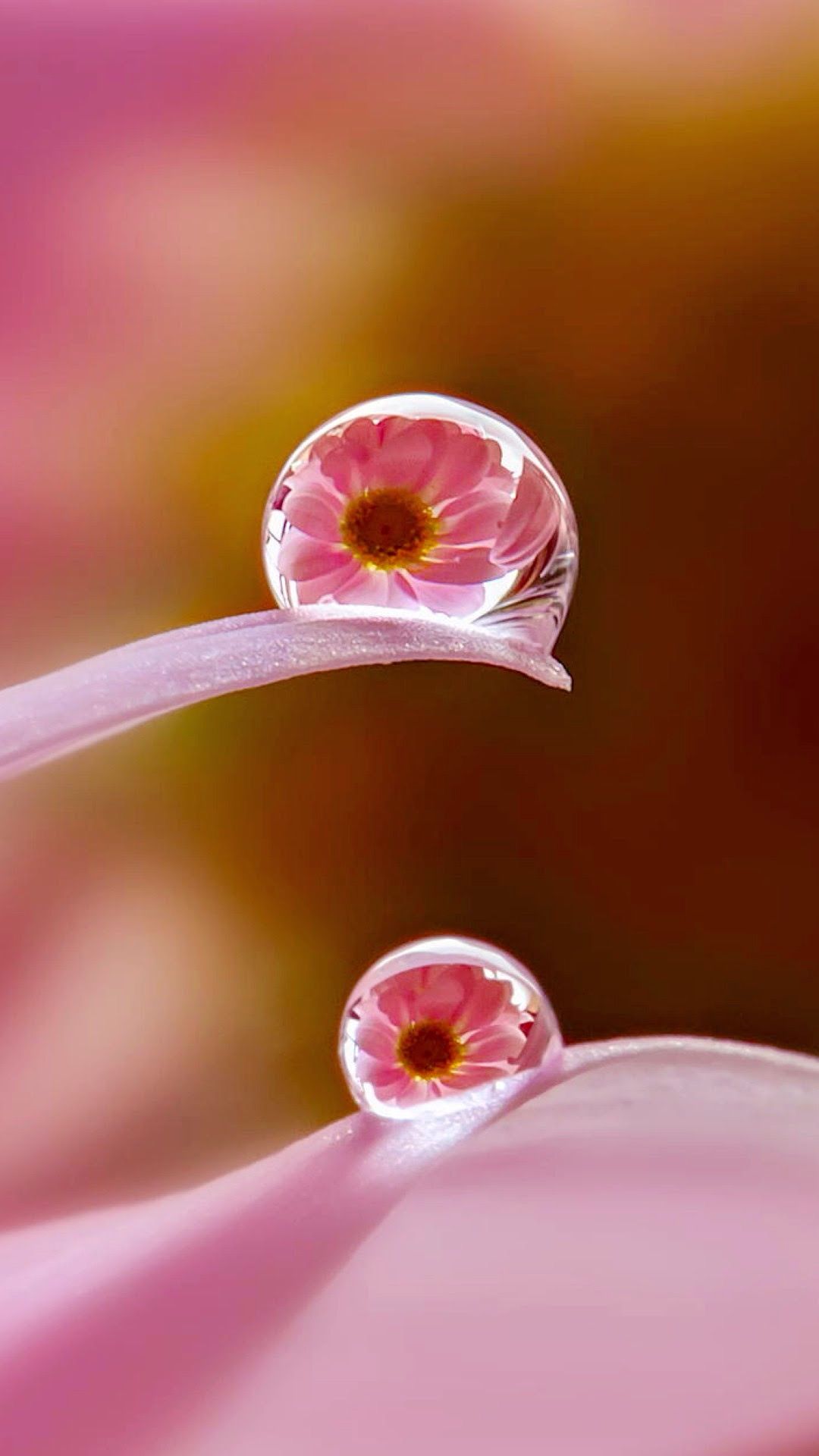 fondos de pantalla naturaleza flores