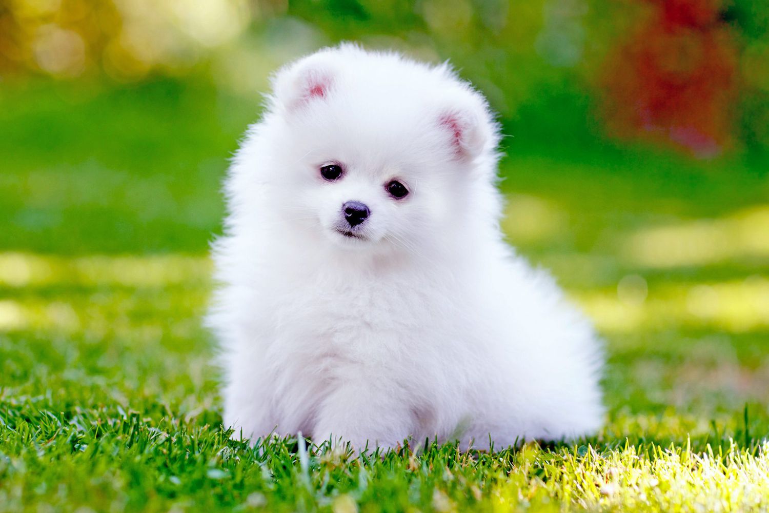 pomeranian puppies