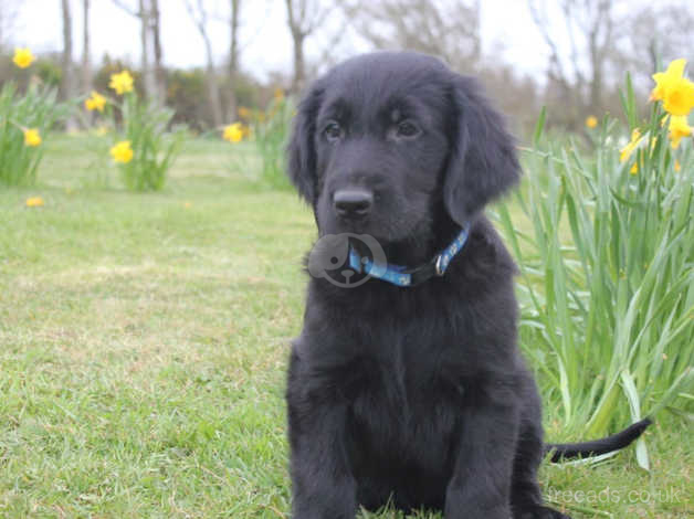 flatcoat puppies for sale uk