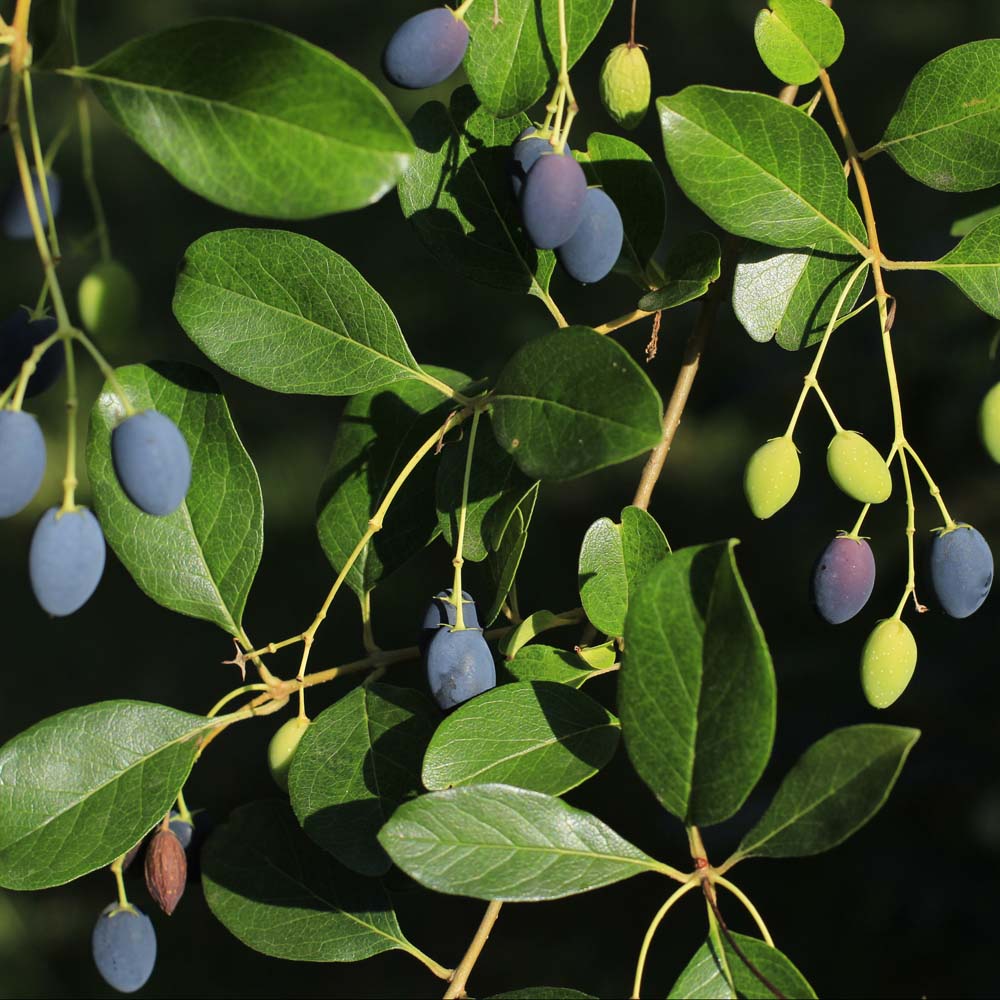 fringe tree fruit edible