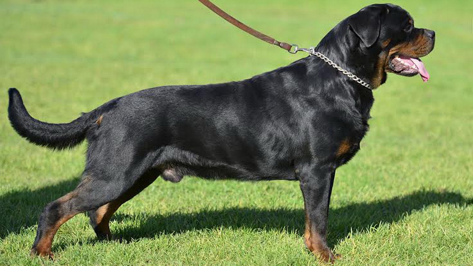 rottweilers in washington state