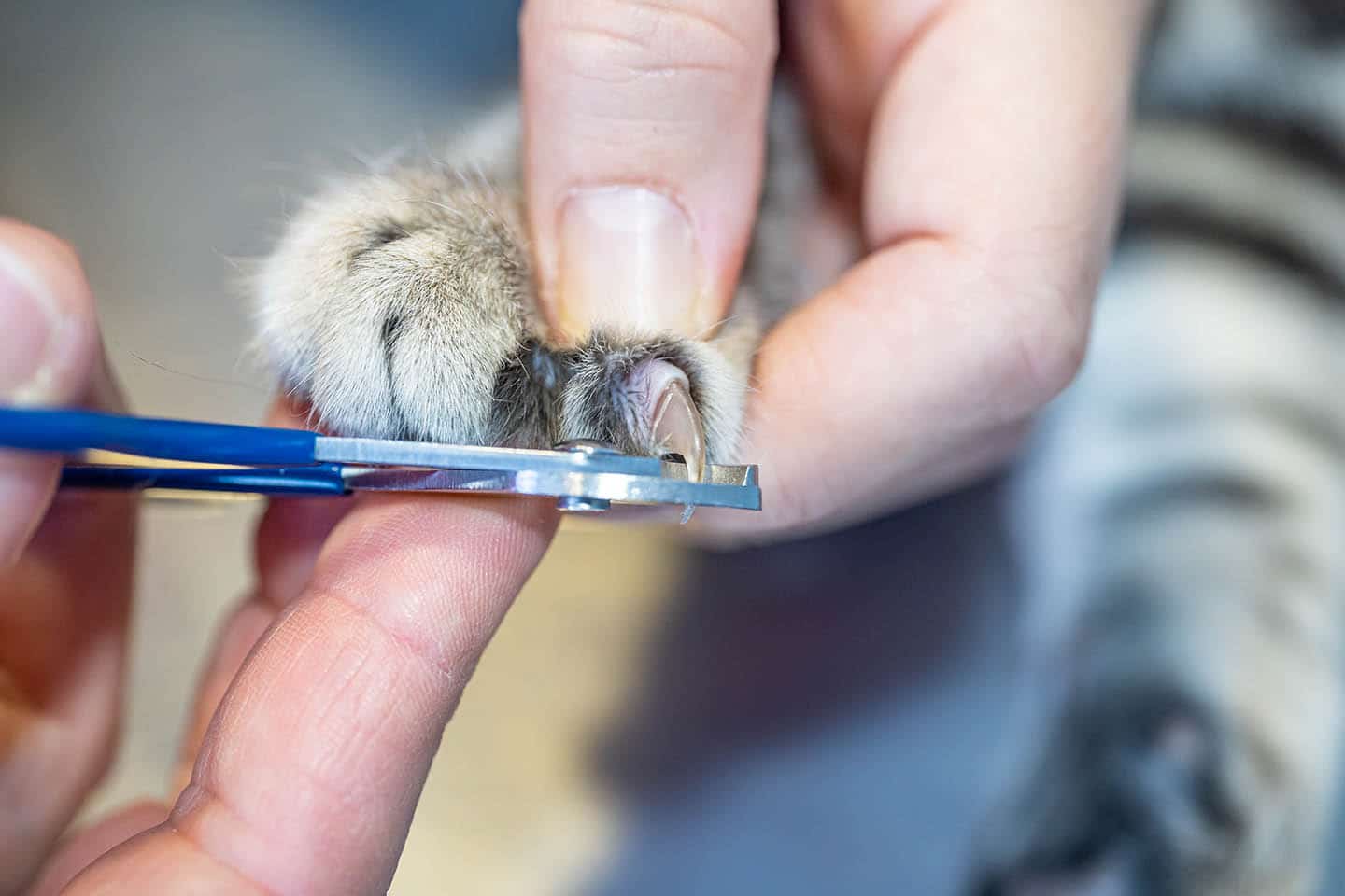 cat split nail