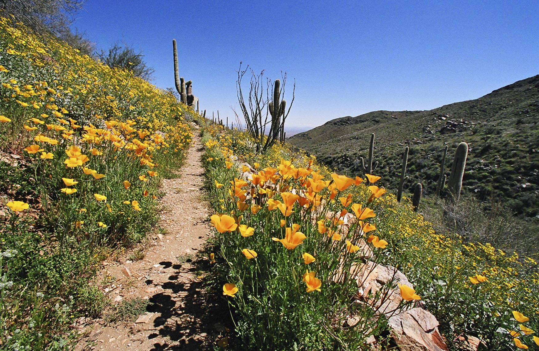 maricopa county parks