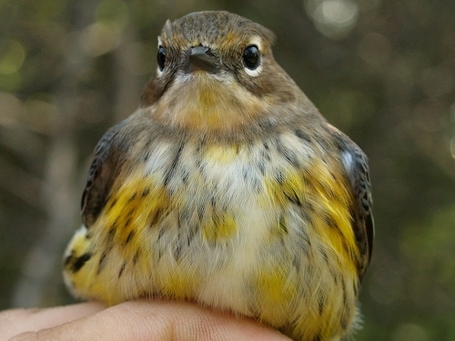 mcgill bird observatory