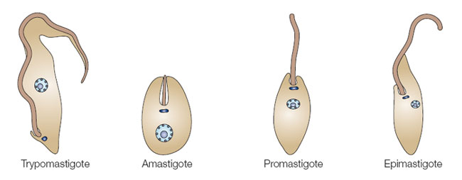 kinetoplast