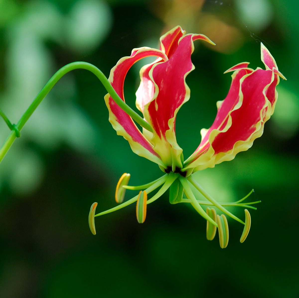 fotos de flores bonitas