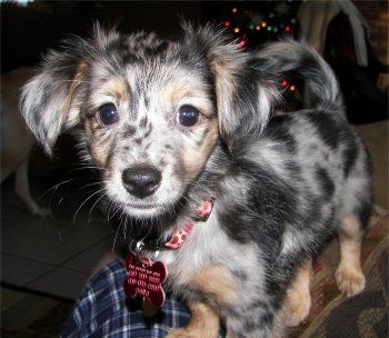 papillon dachshund mix