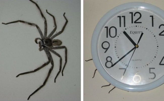 clock spider urban legend