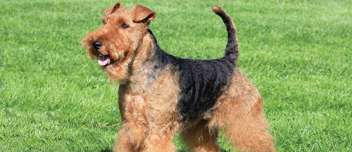 welsh terrier for sale