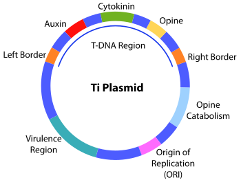 ti plasmid is obtained from