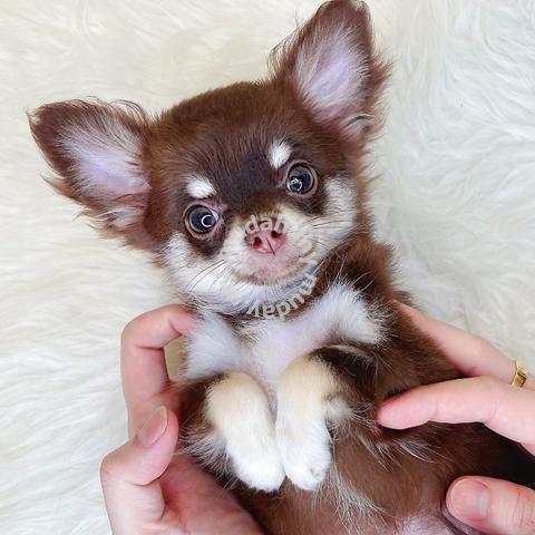 chiuahua puppies for sale