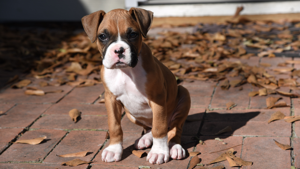 when does a boxer dog stop growing