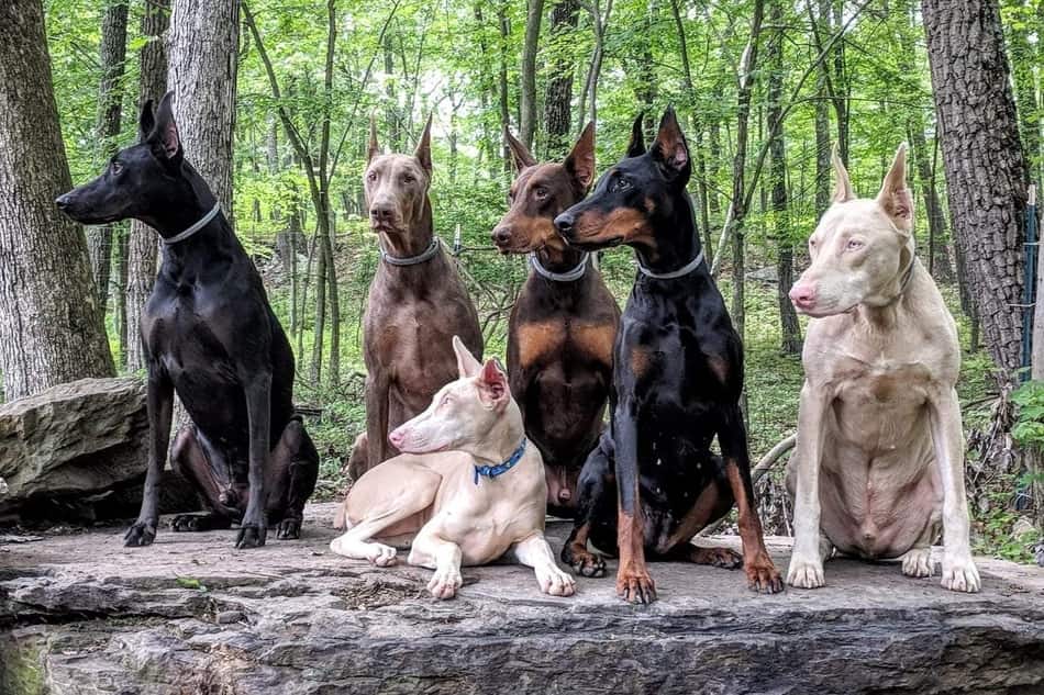 blue doberman dog