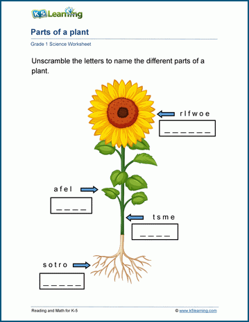 plants worksheet for grade 1