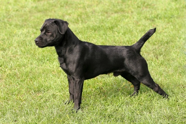 patterdale terrier breeders uk