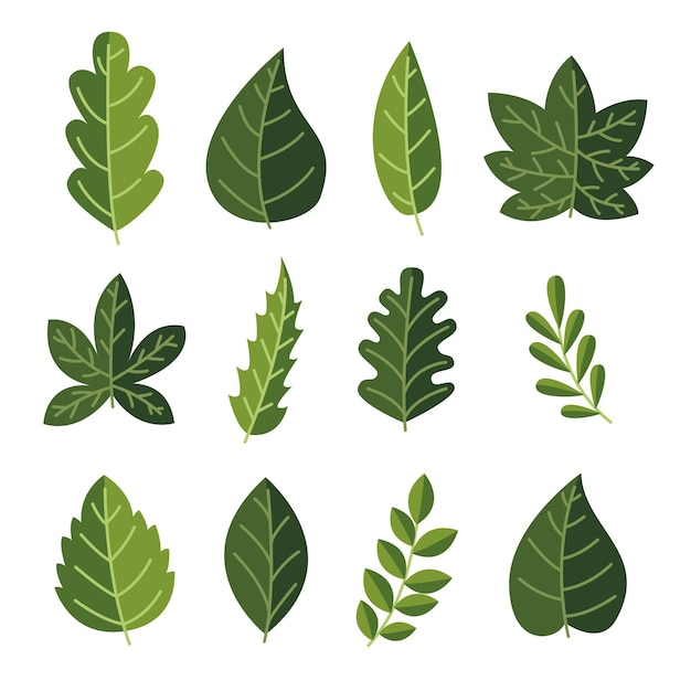 leaf graphic vector