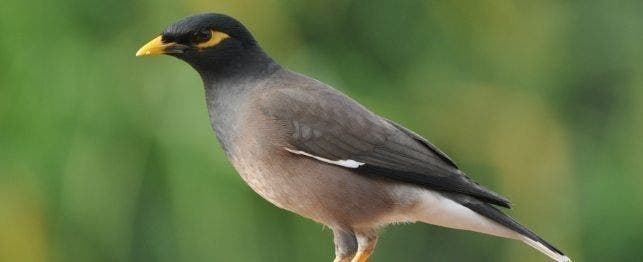 picture of mynah bird