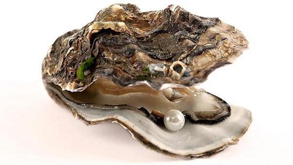 oysters can change genders back and forth