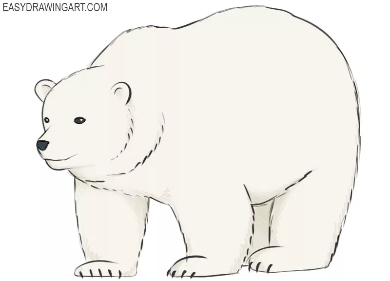 draw polar bear easy