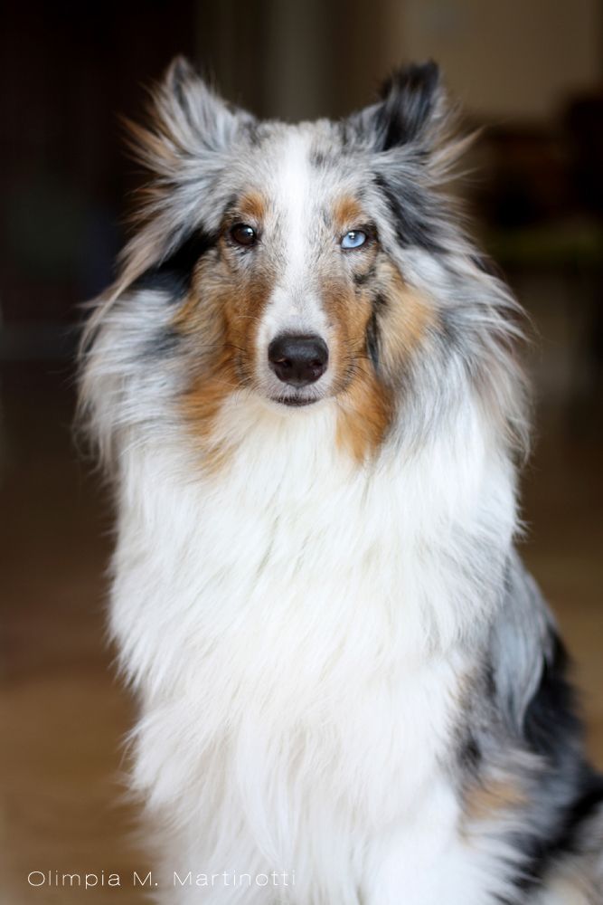 sheltie dog blue merle