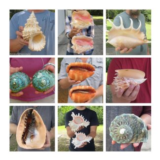 large shells for sale