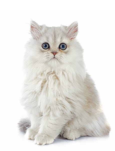 chinchilla persian cats