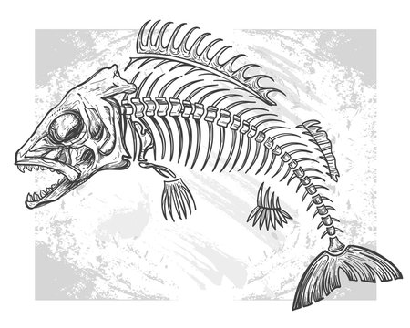 fish skeleton drawing