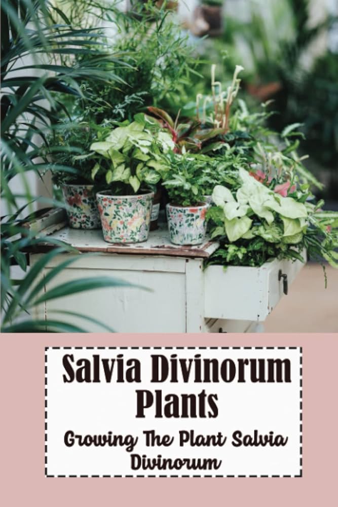 salvia divinorum plant sale