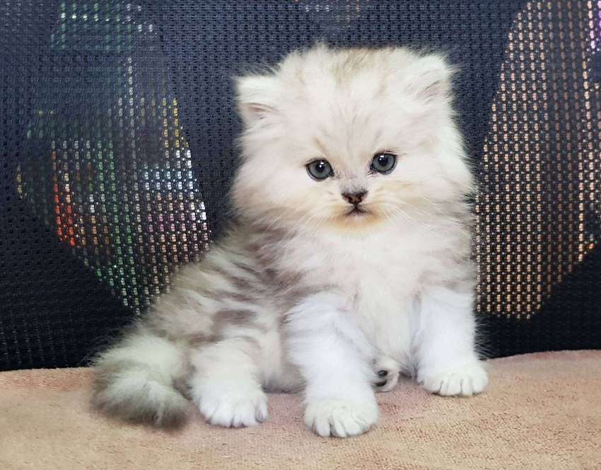 persian cats for sale in bangkok