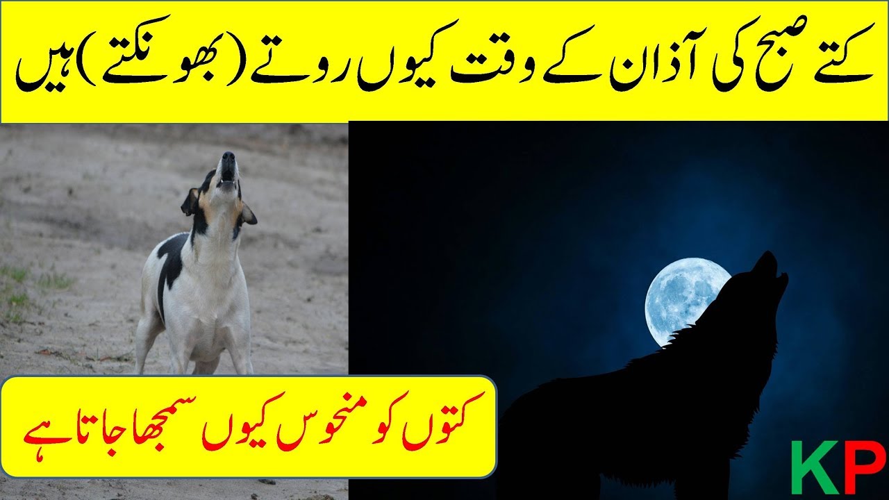 dog crying at night meaning in islam