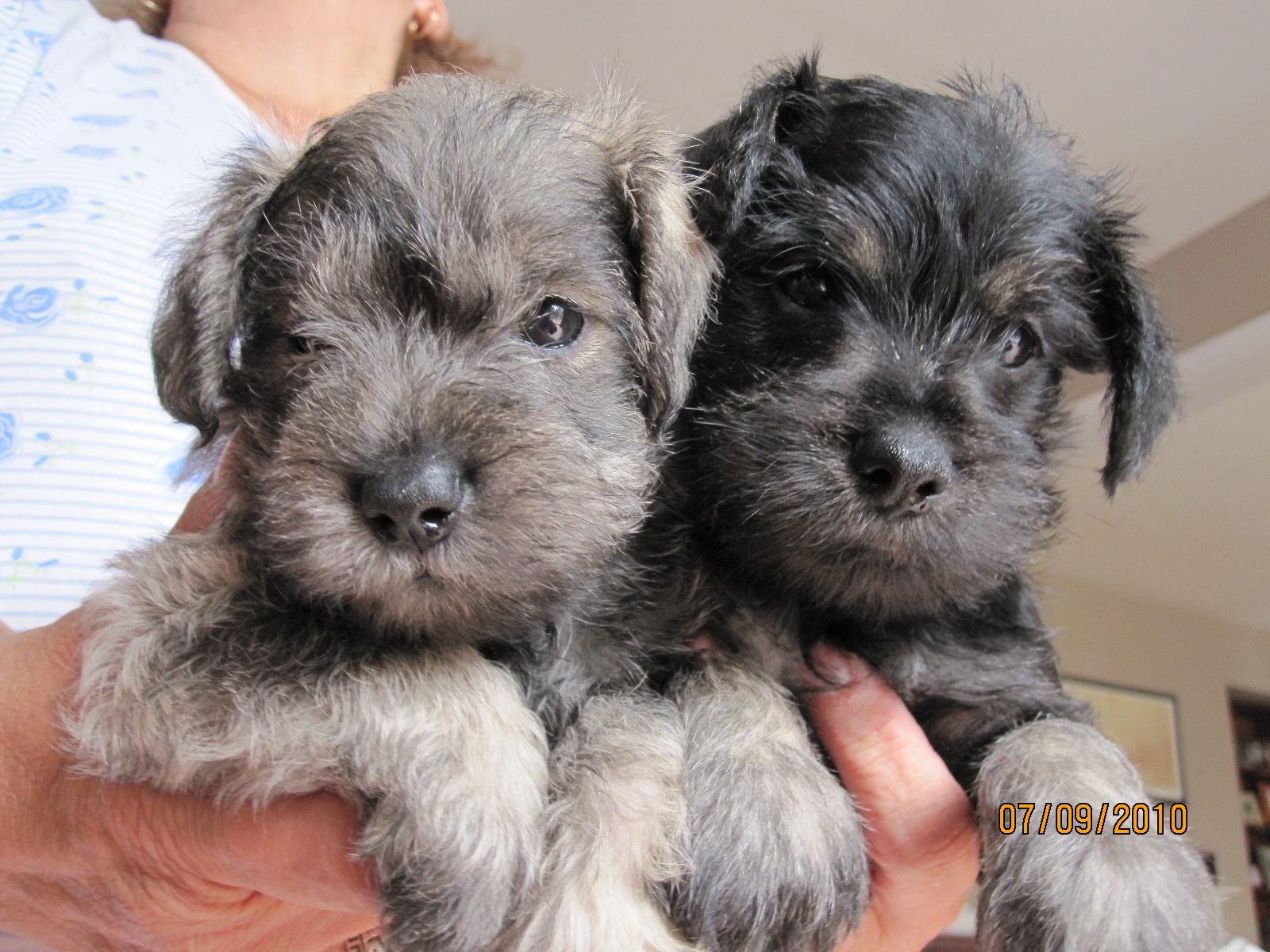 miniature schnauzer rescue ontario