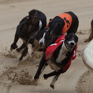 crayford dog racing results