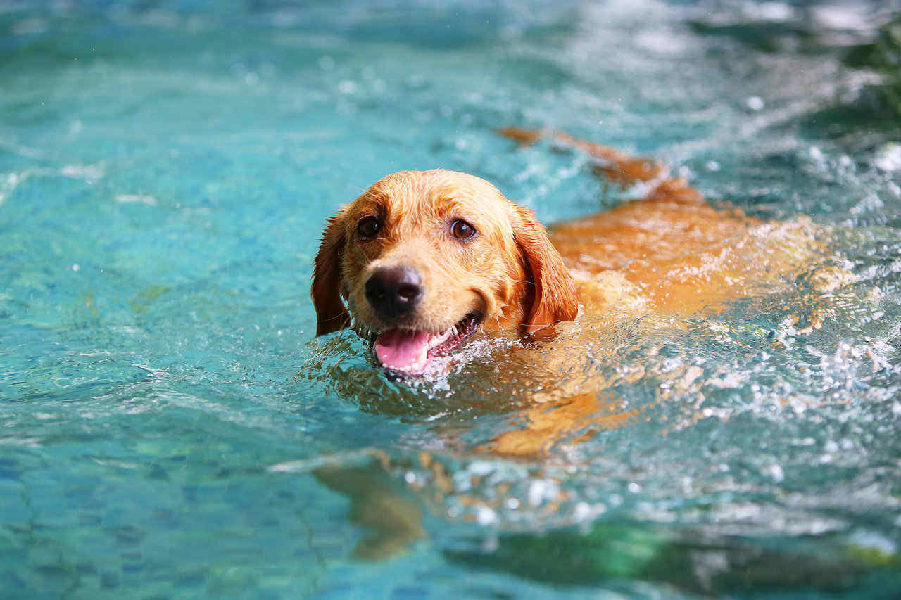 dog sneezing after swimming