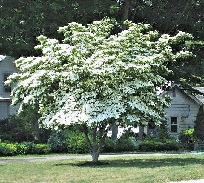 chinese kousa dogwood tree