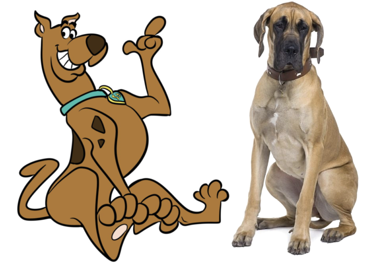 what breed was scooby doo