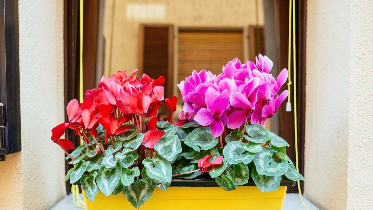 bunnings flowering plants